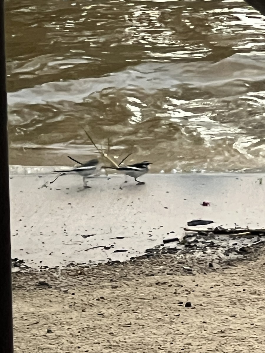 African Pied Wagtail - ML647874357