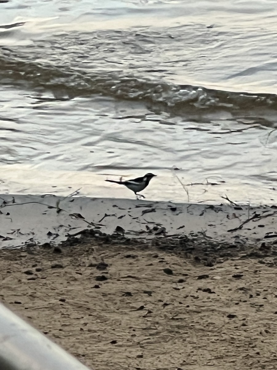 African Pied Wagtail - ML647874358