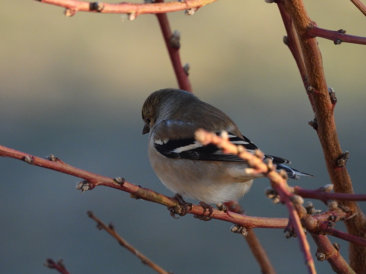 American Goldfinch - ML647874359