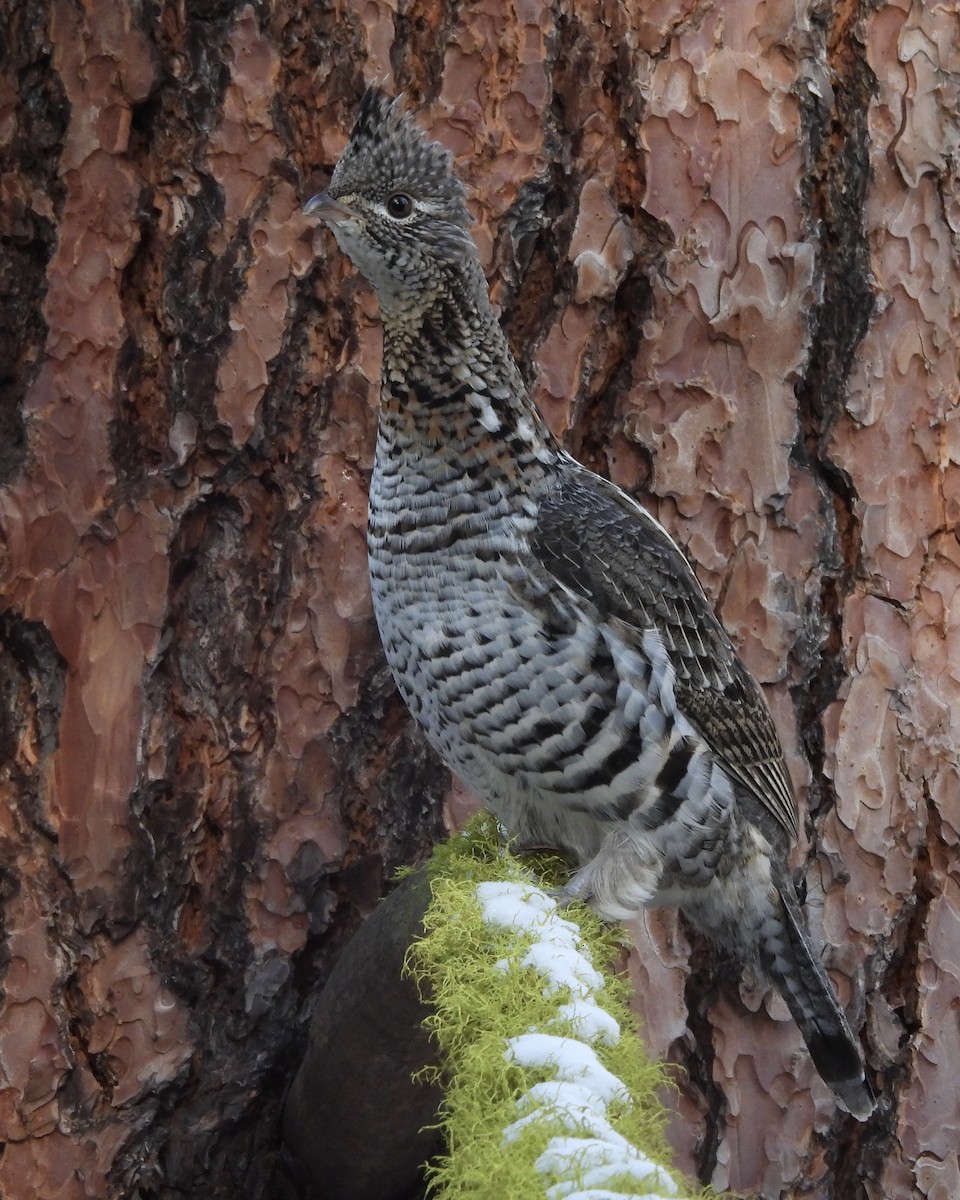 Ruffed Grouse - ML647874360