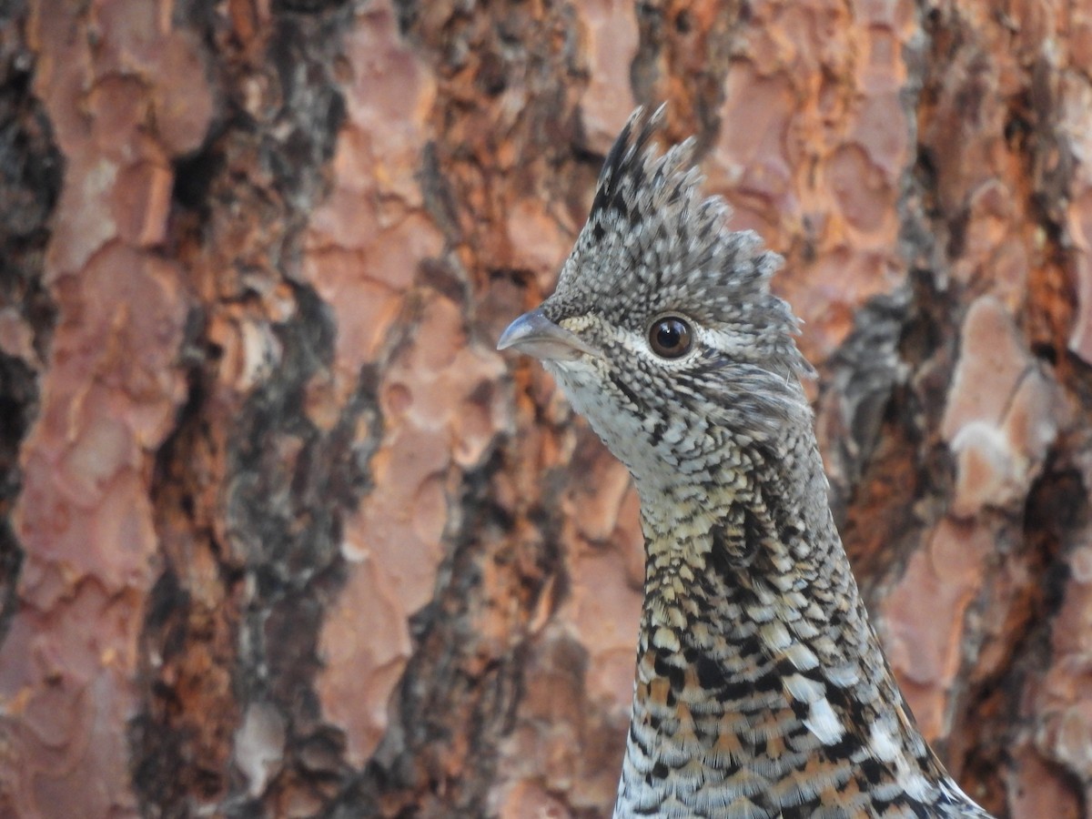 Ruffed Grouse - ML647874362