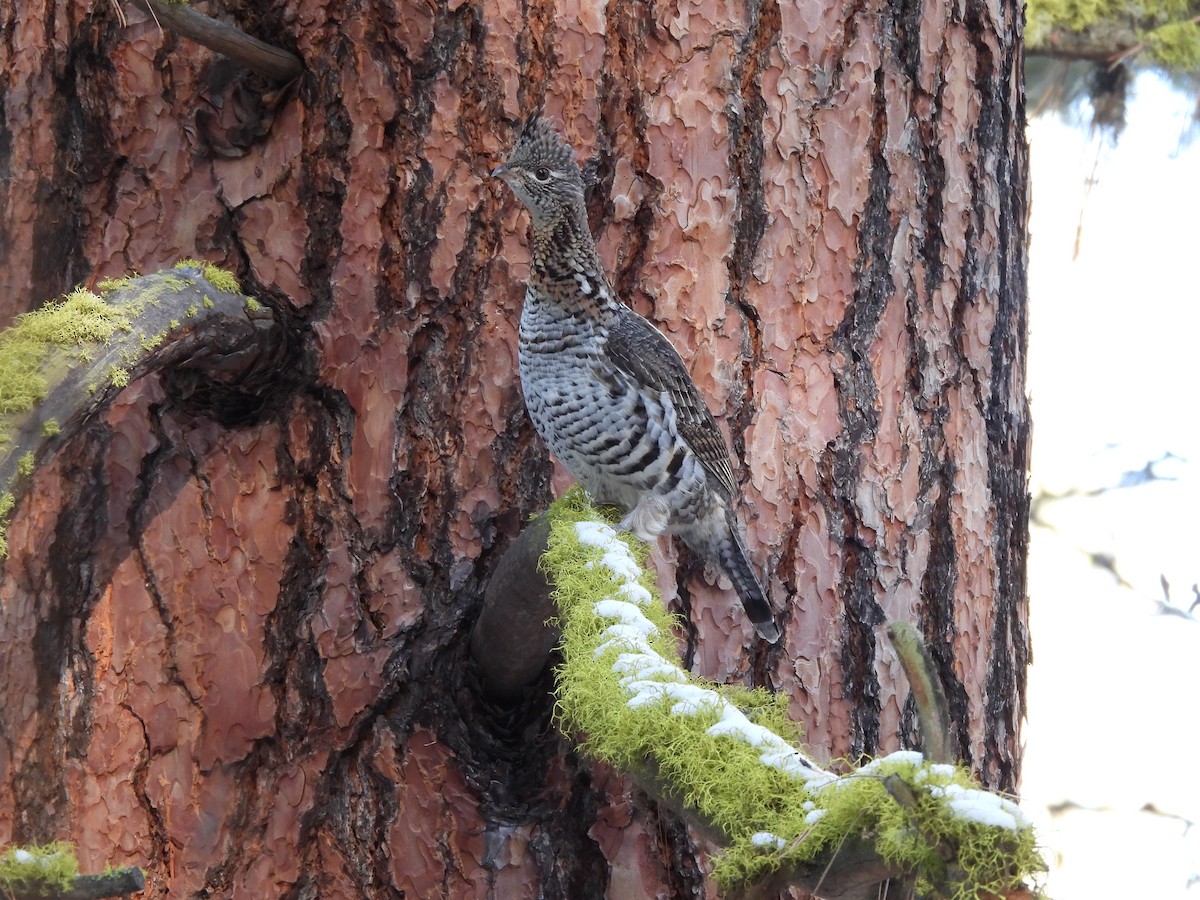 Ruffed Grouse - ML647874363