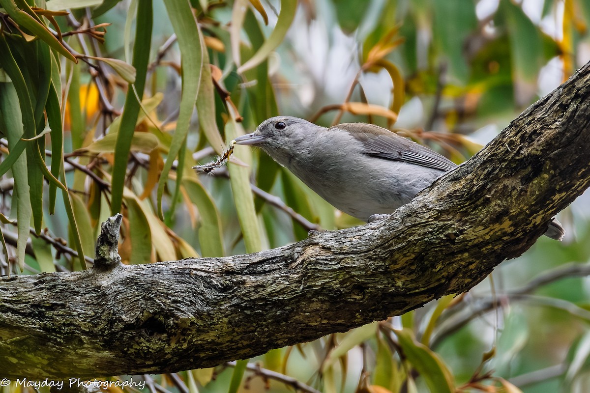 Gray Shrikethrush - ML647874364