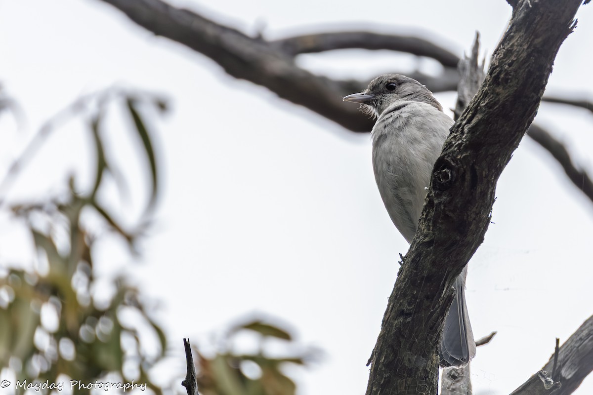 Gray Shrikethrush - ML647874365