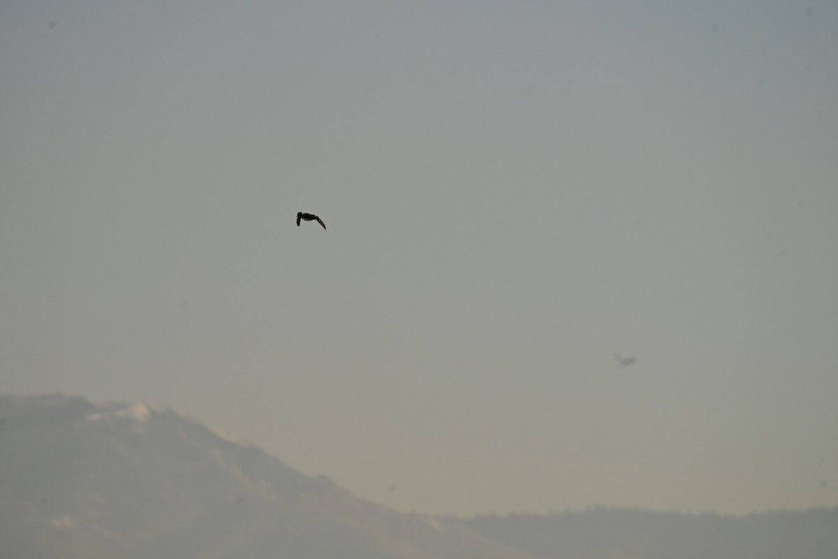 Hooded Merganser - ML647874366