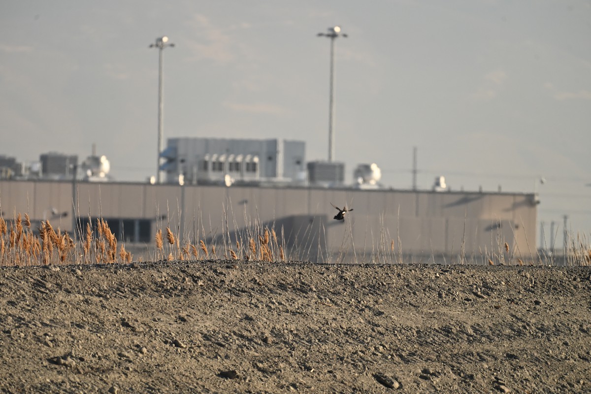 Hooded Merganser - ML647874367