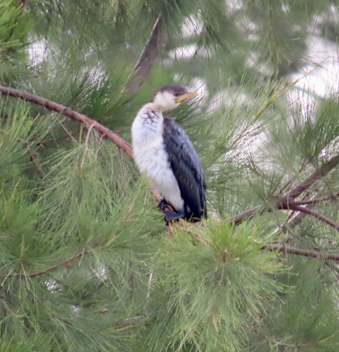 Little Pied Cormorant - ML647874371
