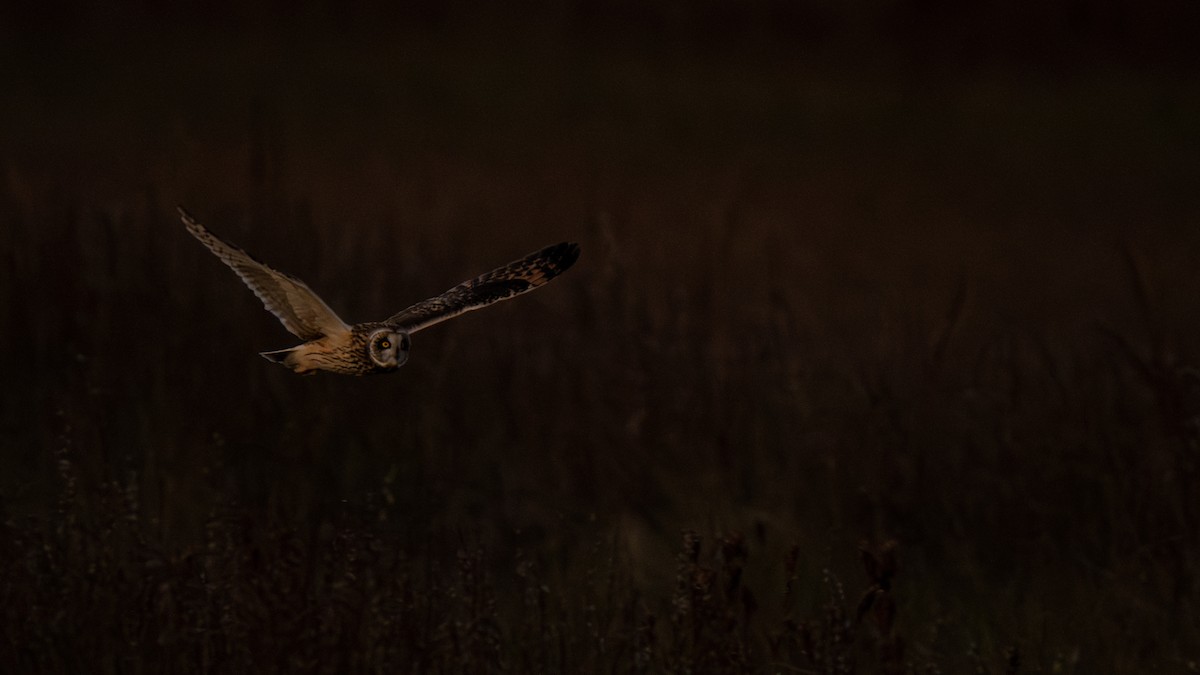 短耳鴞 - ML647874372