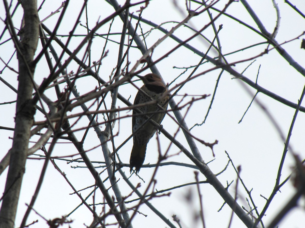 Northern Flicker - ML647874378