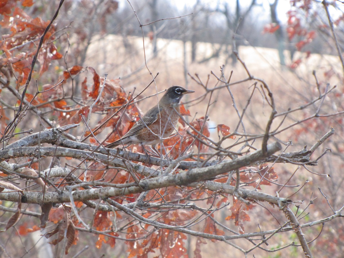 American Robin - ML647874469