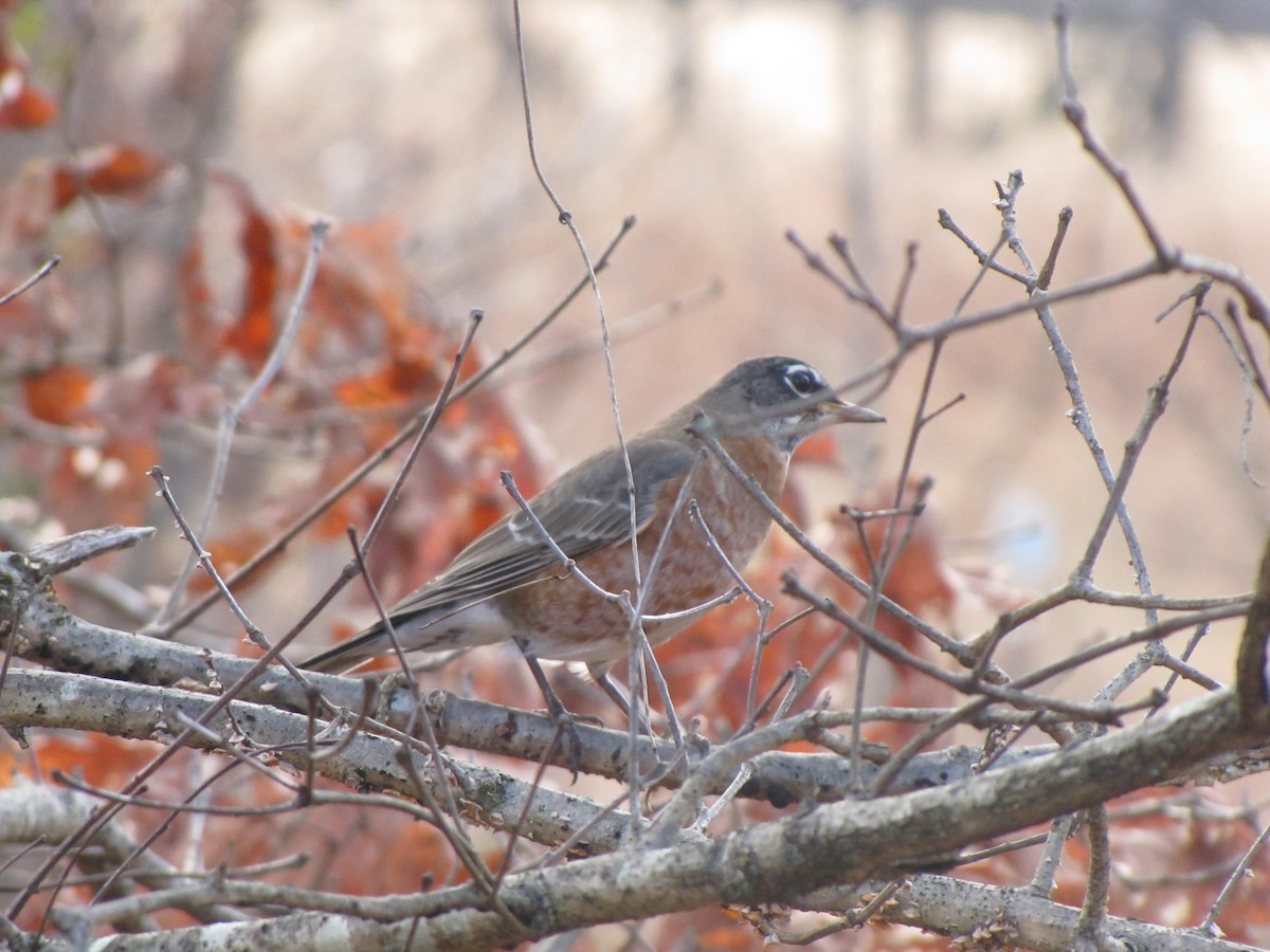 American Robin - ML647874475