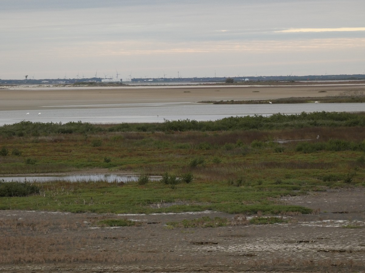 jeřáb americký - ML647874477