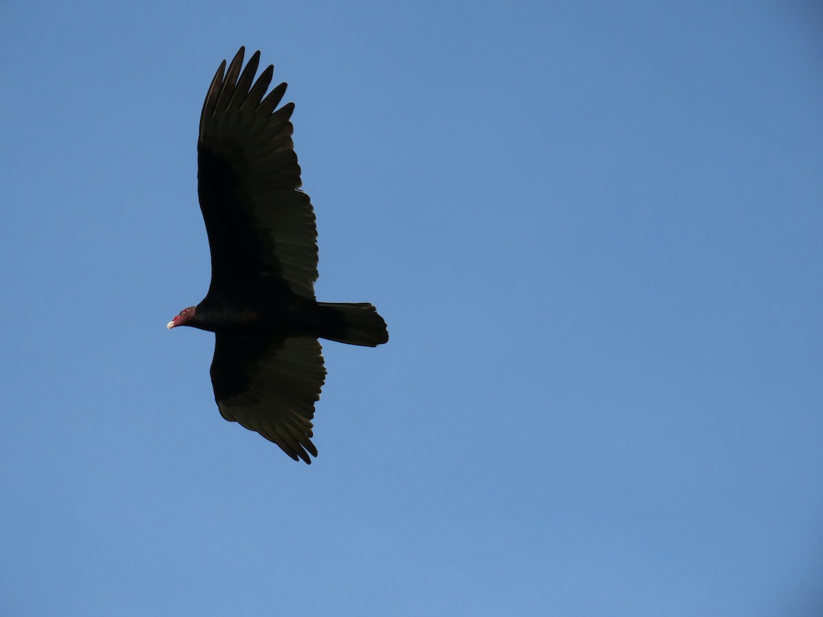 Turkey Vulture - ML647874487