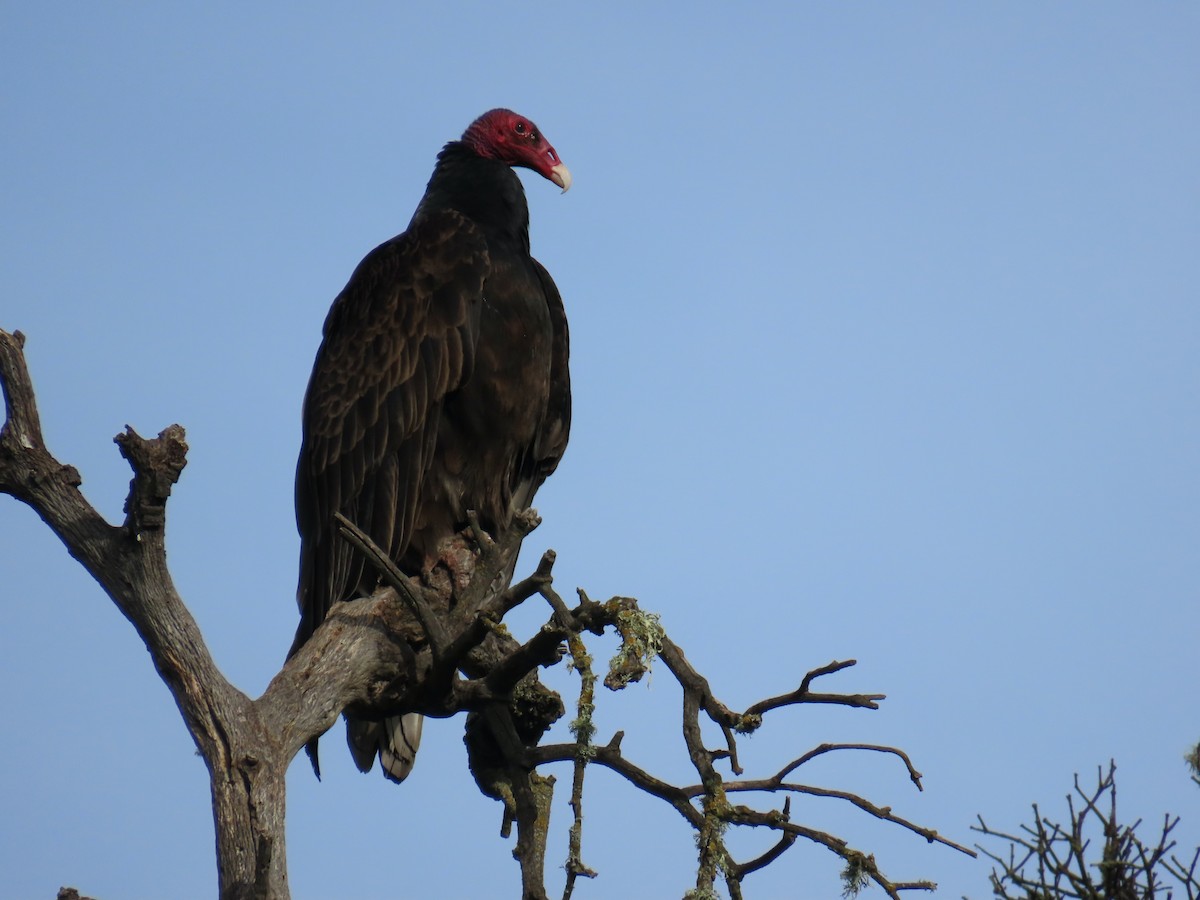 Turkey Vulture - ML647874488