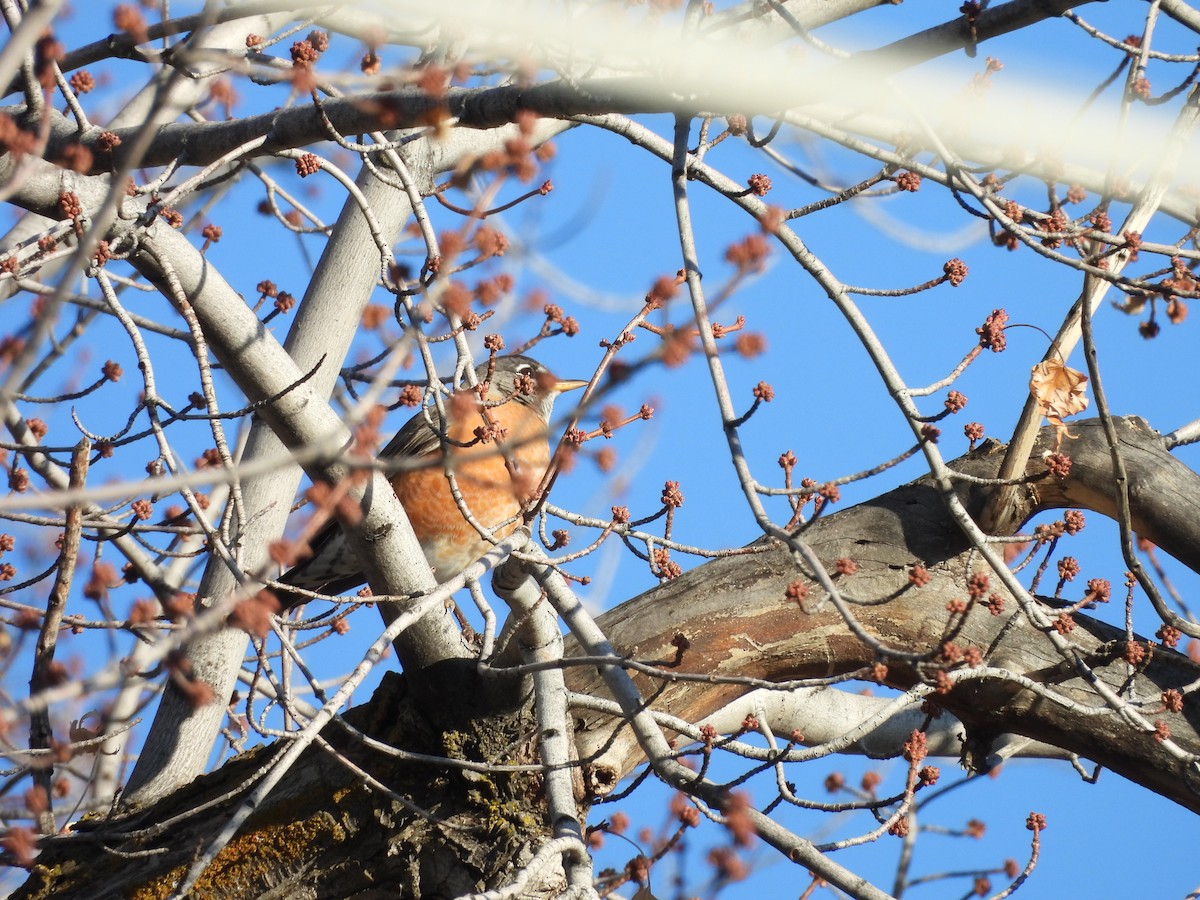 American Robin - ML647874562