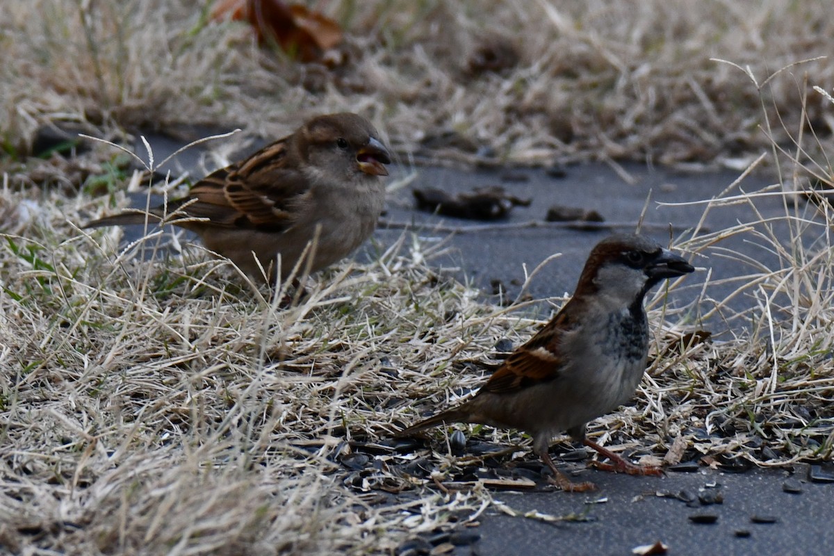 דרור הבית - ML647874575