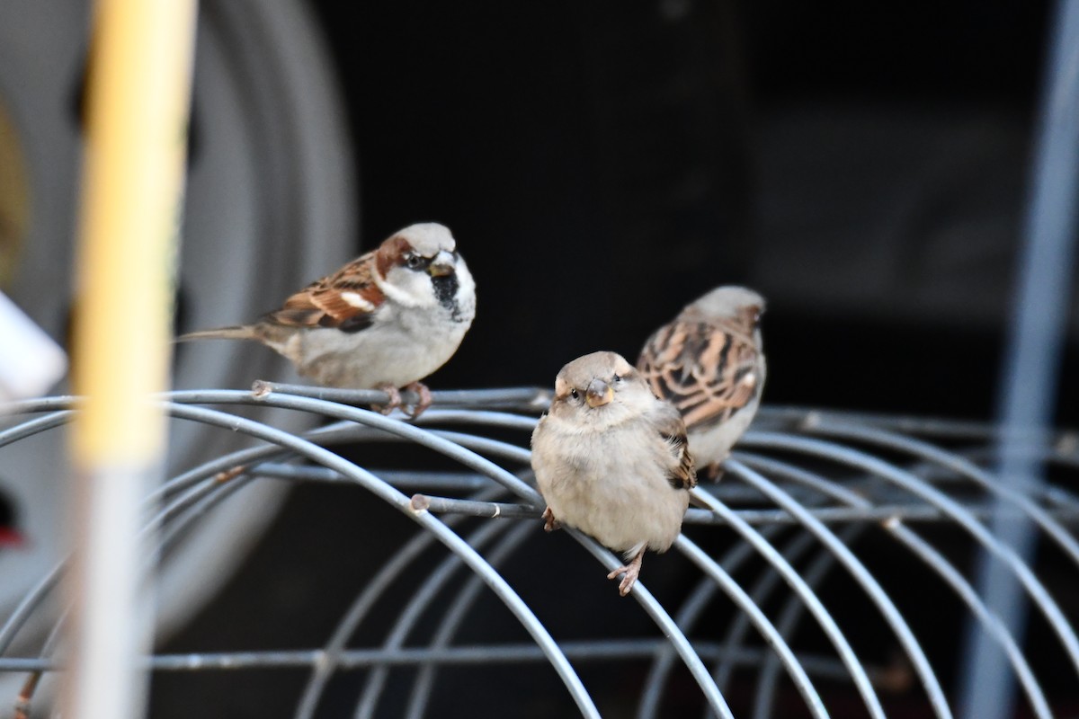 דרור הבית - ML647874576