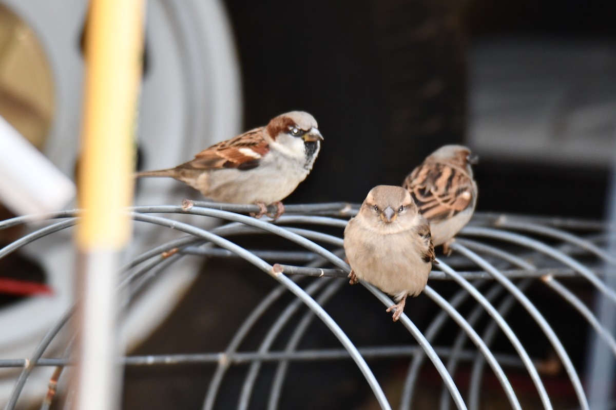 דרור הבית - ML647874577