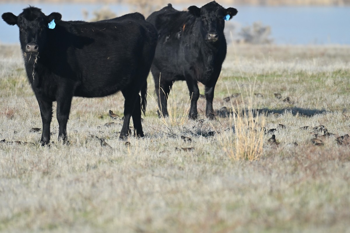 Storno - ML647874585