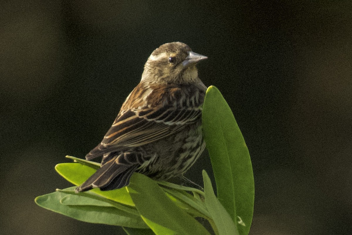 Red-winged Blackbird - ML647874590