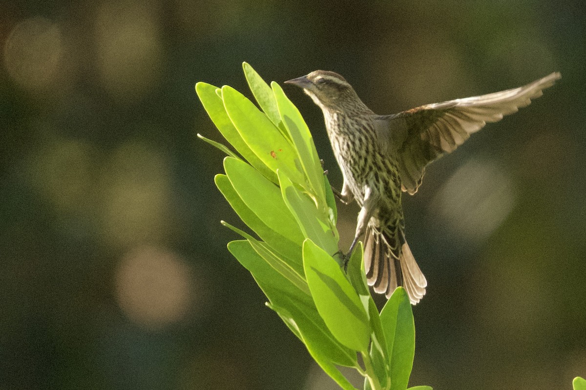 Red-winged Blackbird - ML647874596