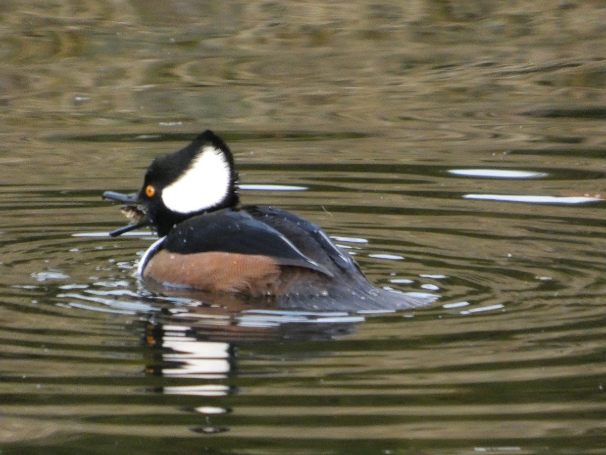 オウギアイサ - ML647874597