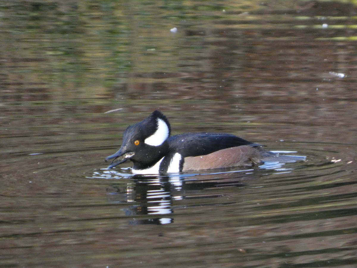 オウギアイサ - ML647874598