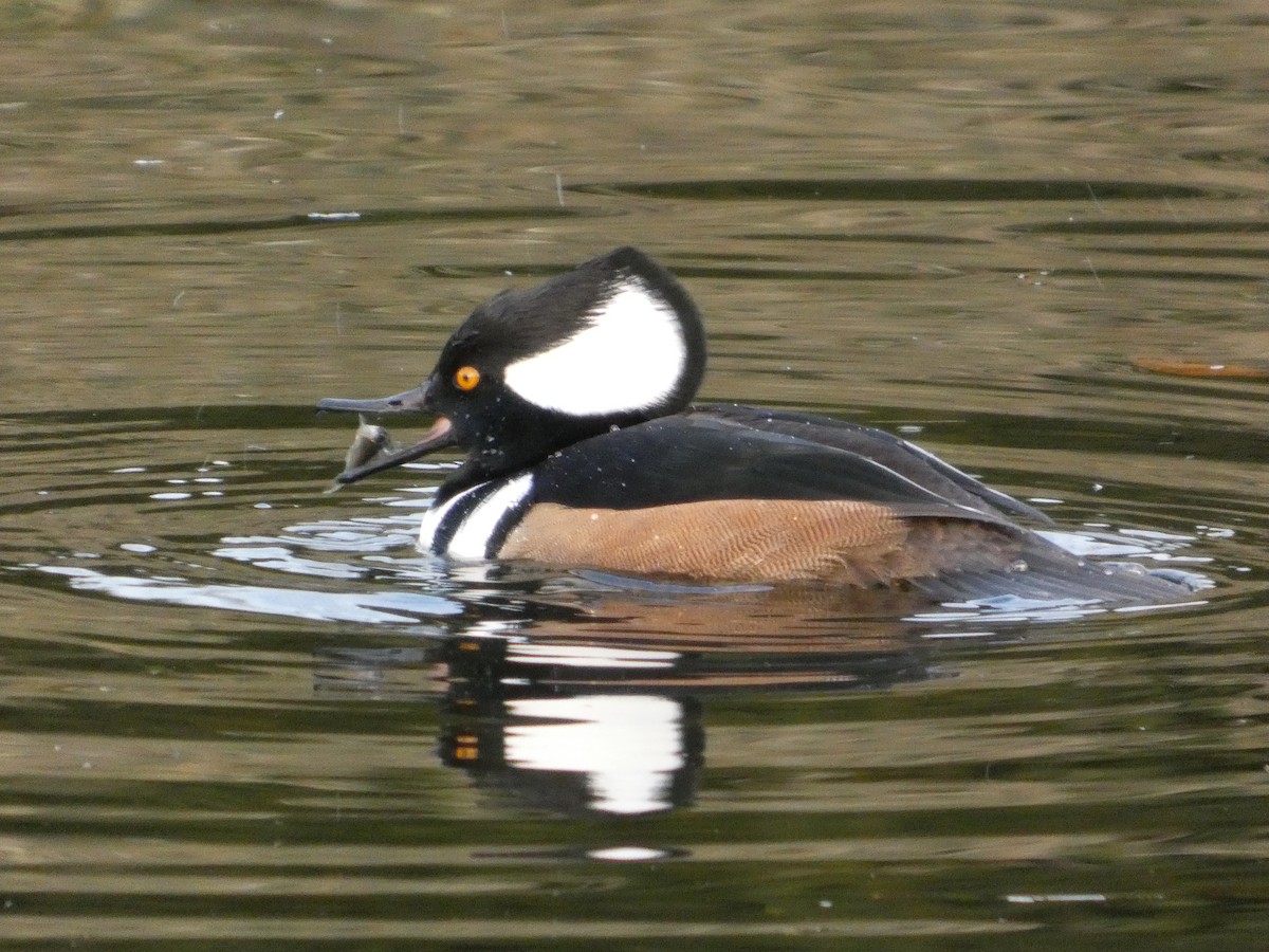 オウギアイサ - ML647874599