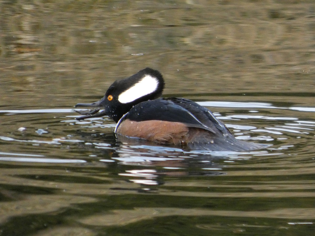 オウギアイサ - ML647874600