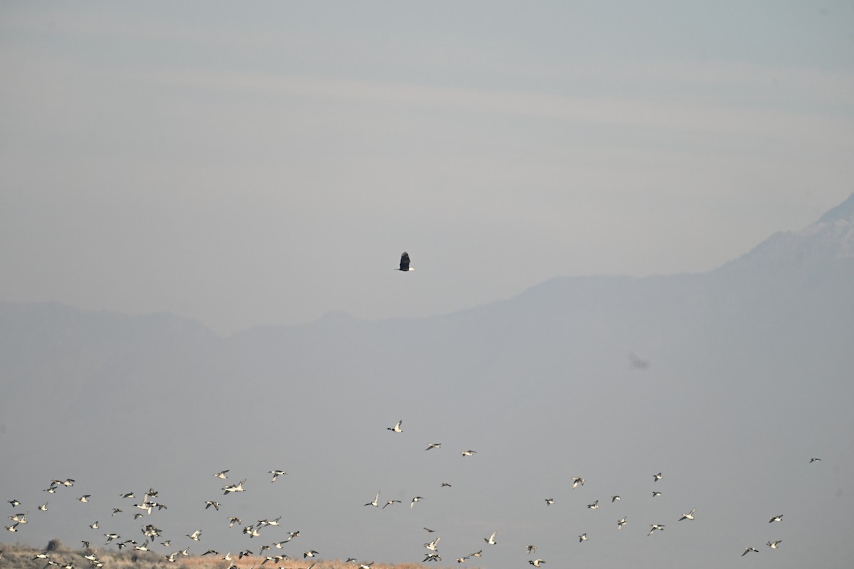 Bald Eagle - ML647874601