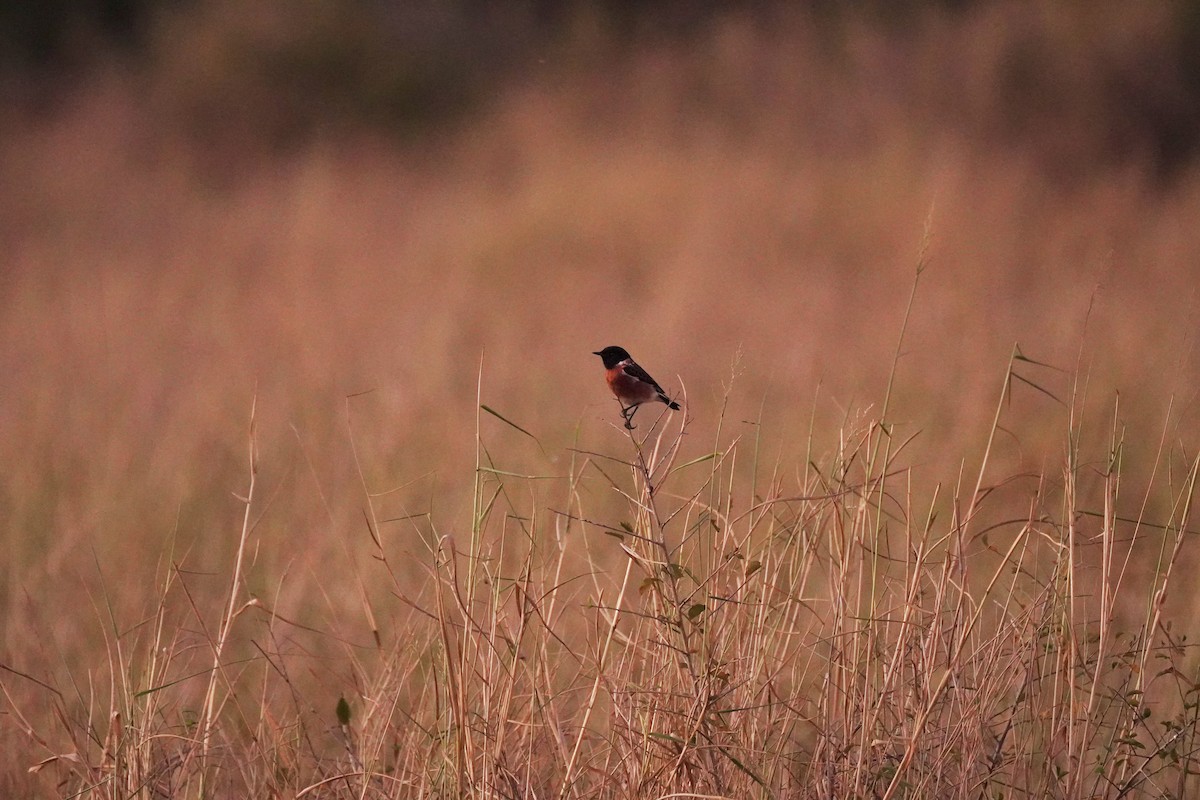 ニシノビタキ - ML647874604