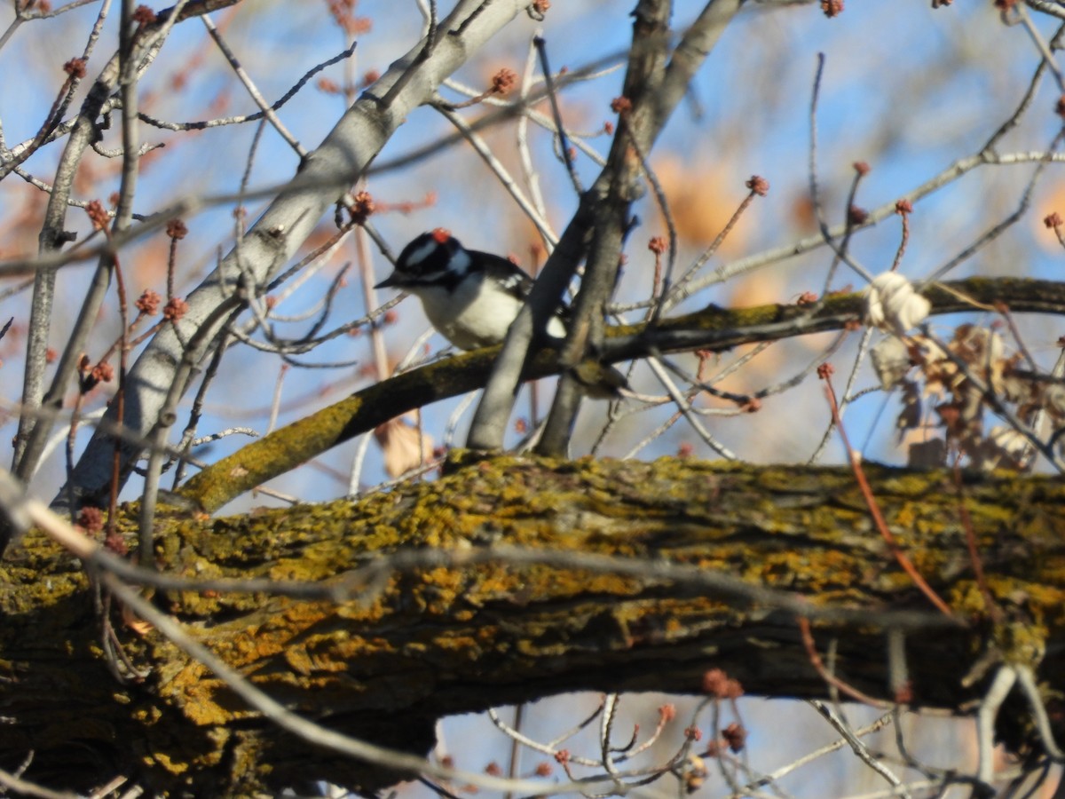 Downy Woodpecker - ML647874605