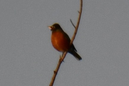 コマツグミ - ML647874608