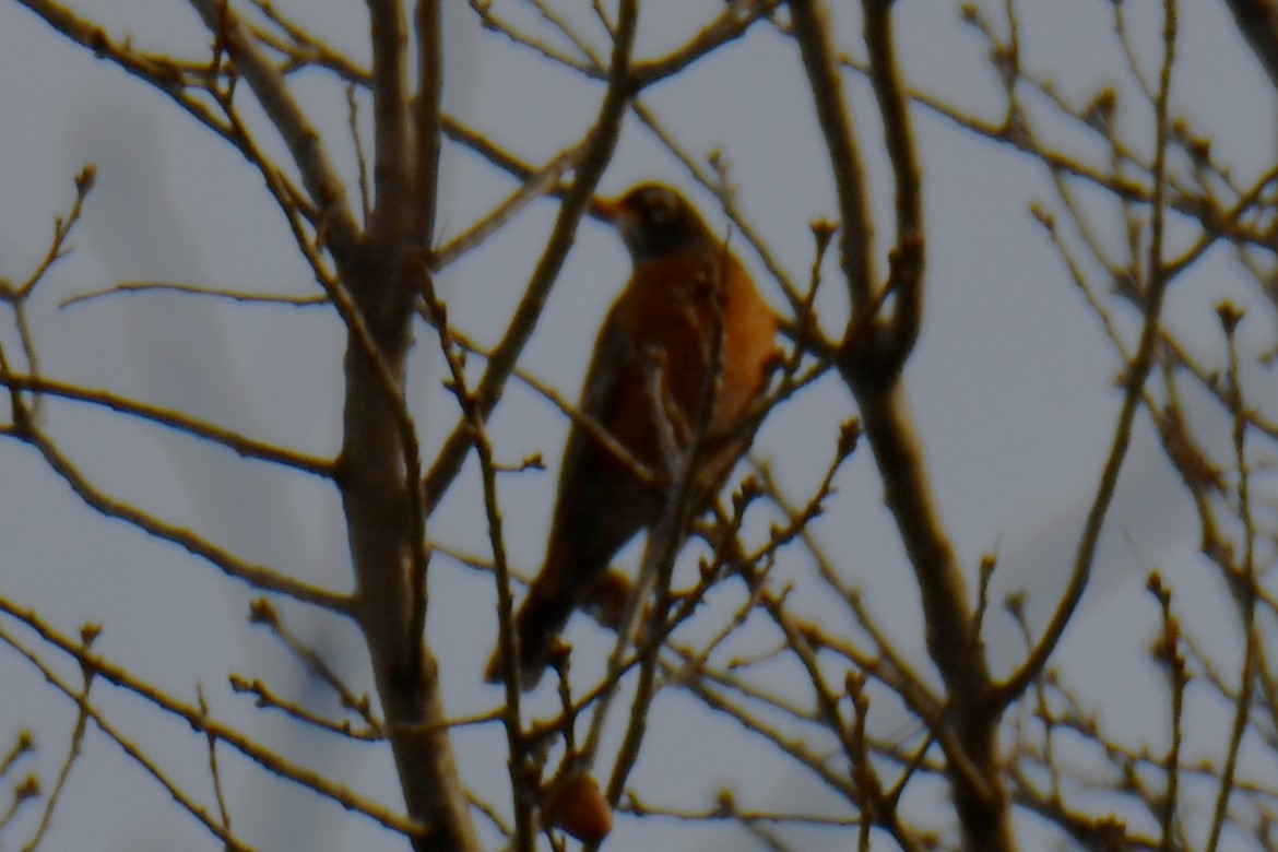 コマツグミ - ML647874609