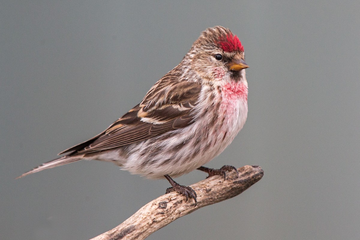 Redpoll (Common) - Eric Gofreed