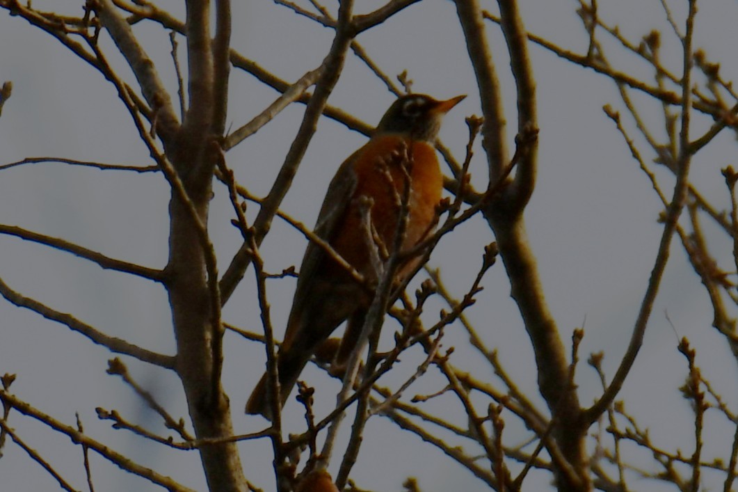 コマツグミ - ML647874610