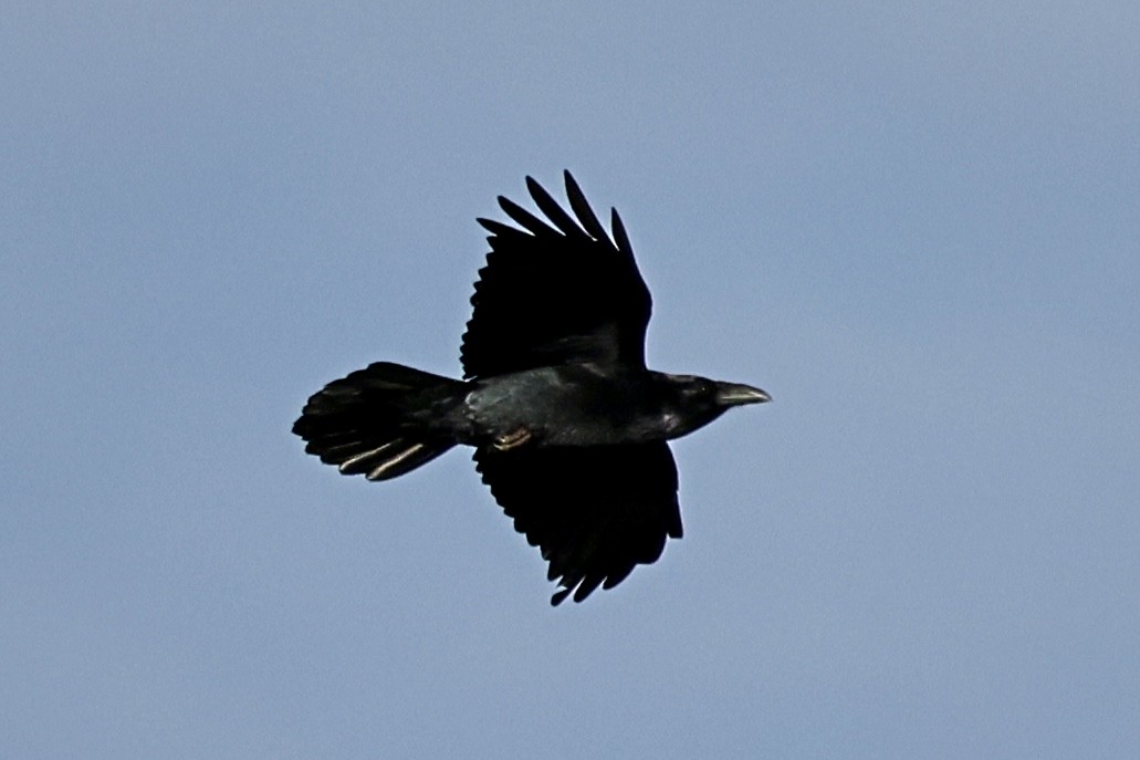 ワタリガラス - ML647874611