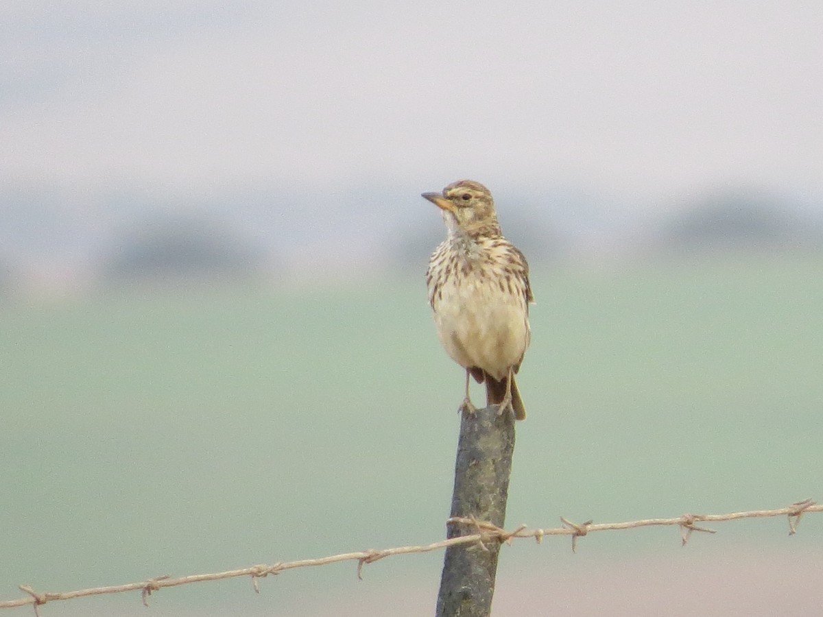 ハシブトカンムリヒバリ - ML647874612