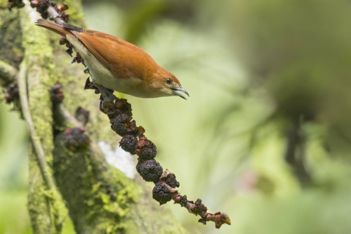 ニッケイメジロ - ML647874613