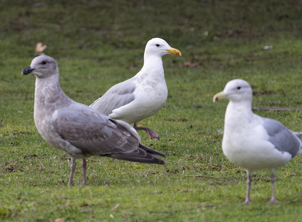 雑種 アメリカオオセグロカモメ ｘ ワシカモメ - ML647874614