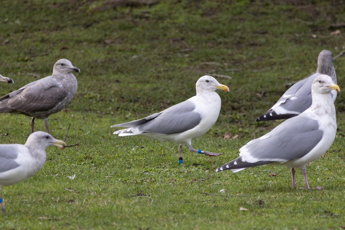 雑種 アメリカオオセグロカモメ ｘ ワシカモメ - ML647874615