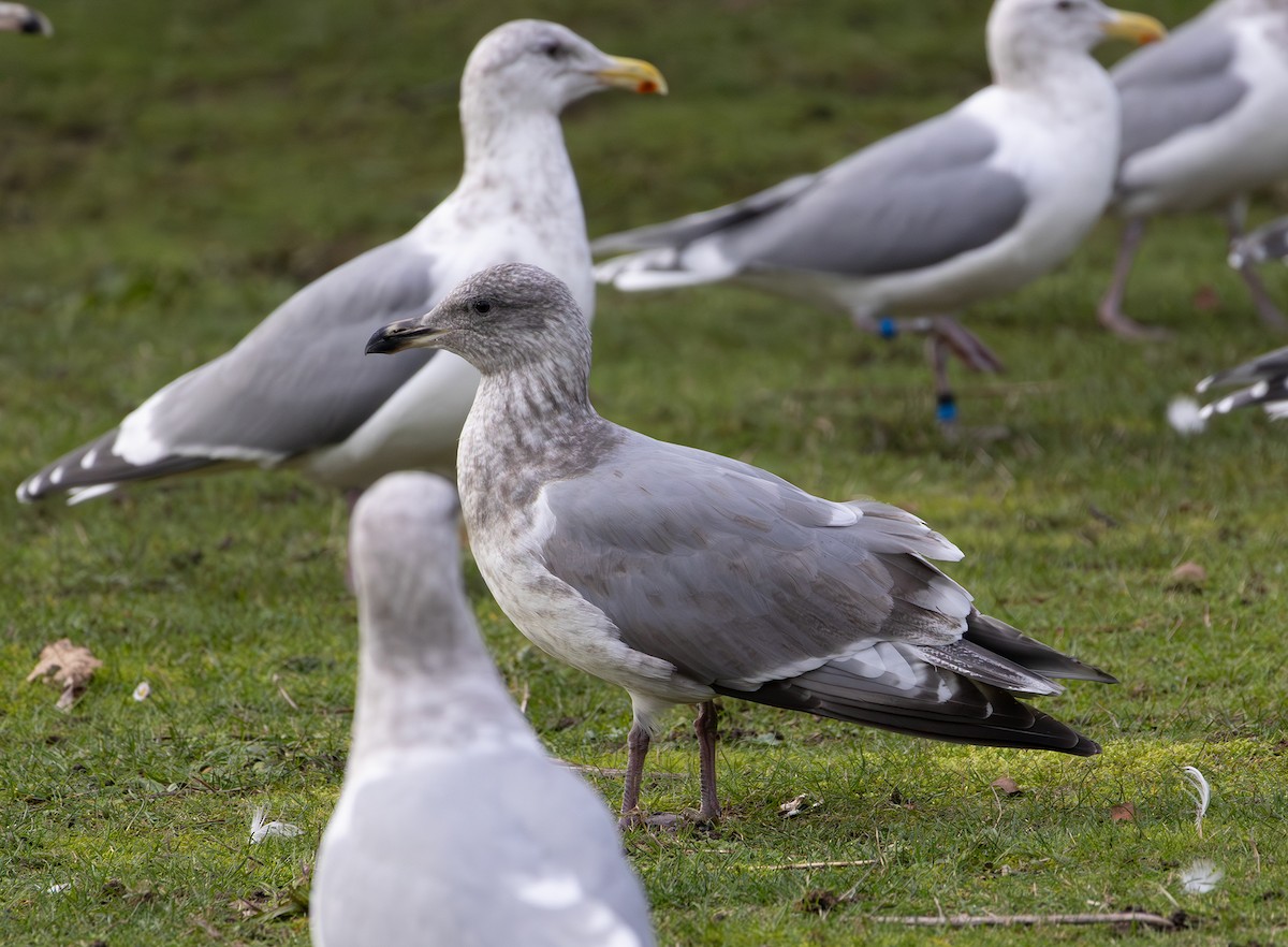 雑種 アメリカオオセグロカモメ ｘ ワシカモメ - ML647874616