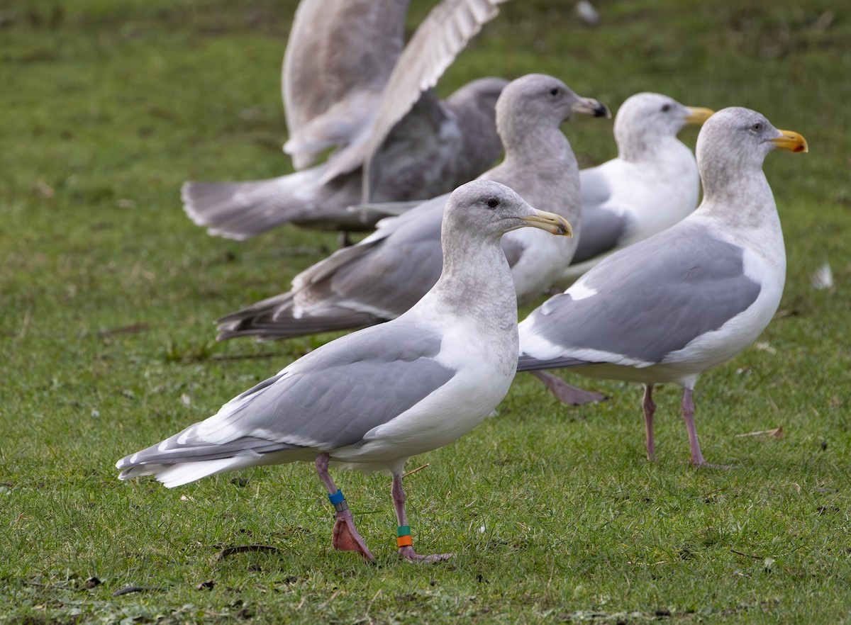 雑種 アメリカオオセグロカモメ ｘ ワシカモメ - ML647874617