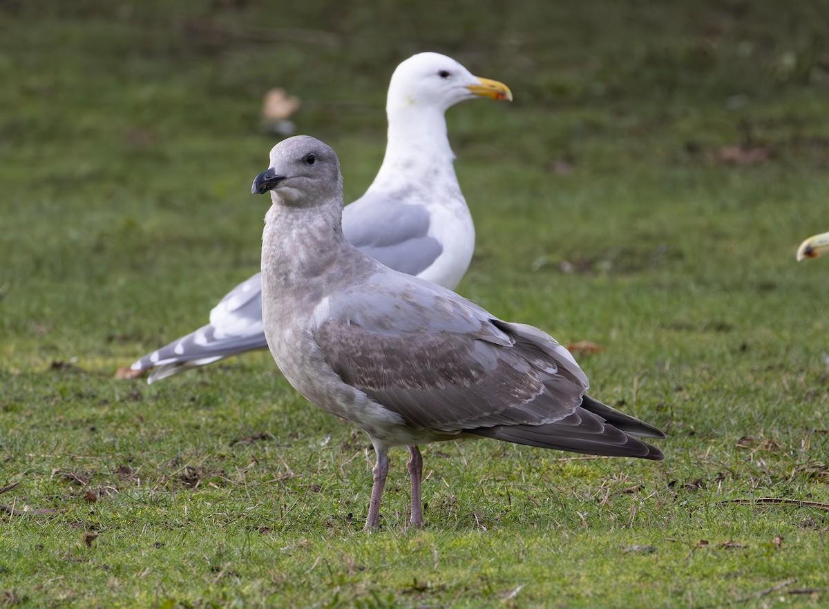 雑種 アメリカオオセグロカモメ ｘ ワシカモメ - ML647874618
