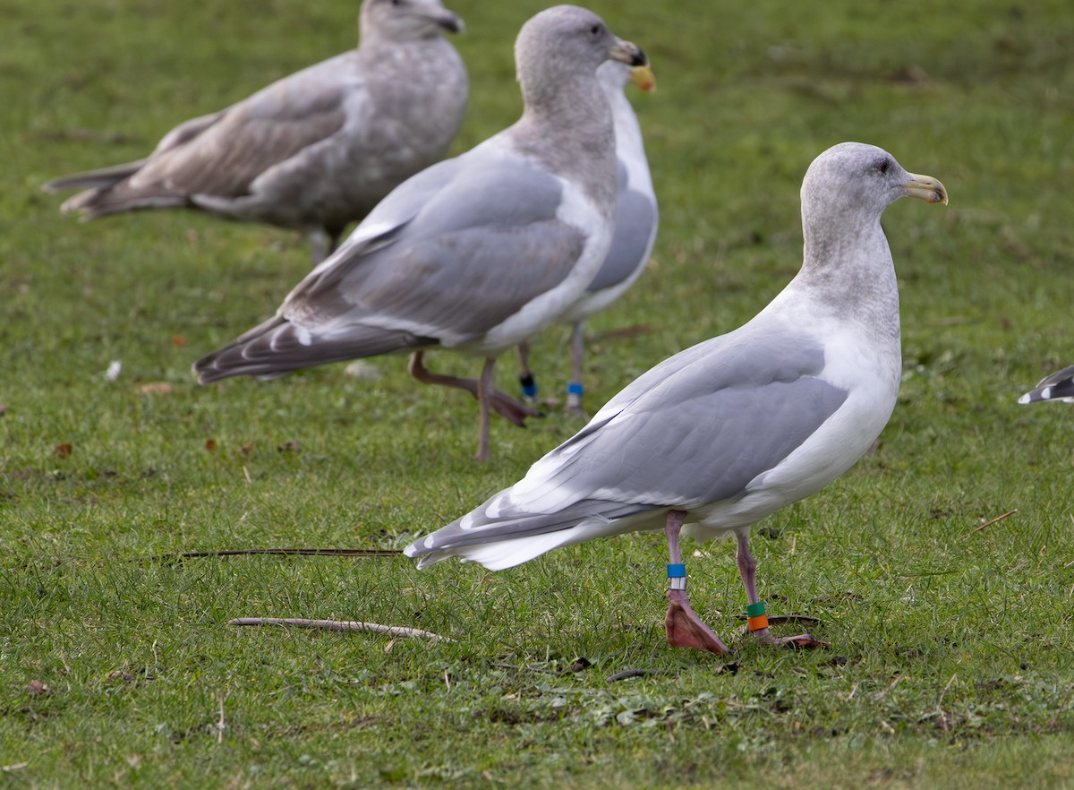 雑種 アメリカオオセグロカモメ ｘ ワシカモメ - ML647874619