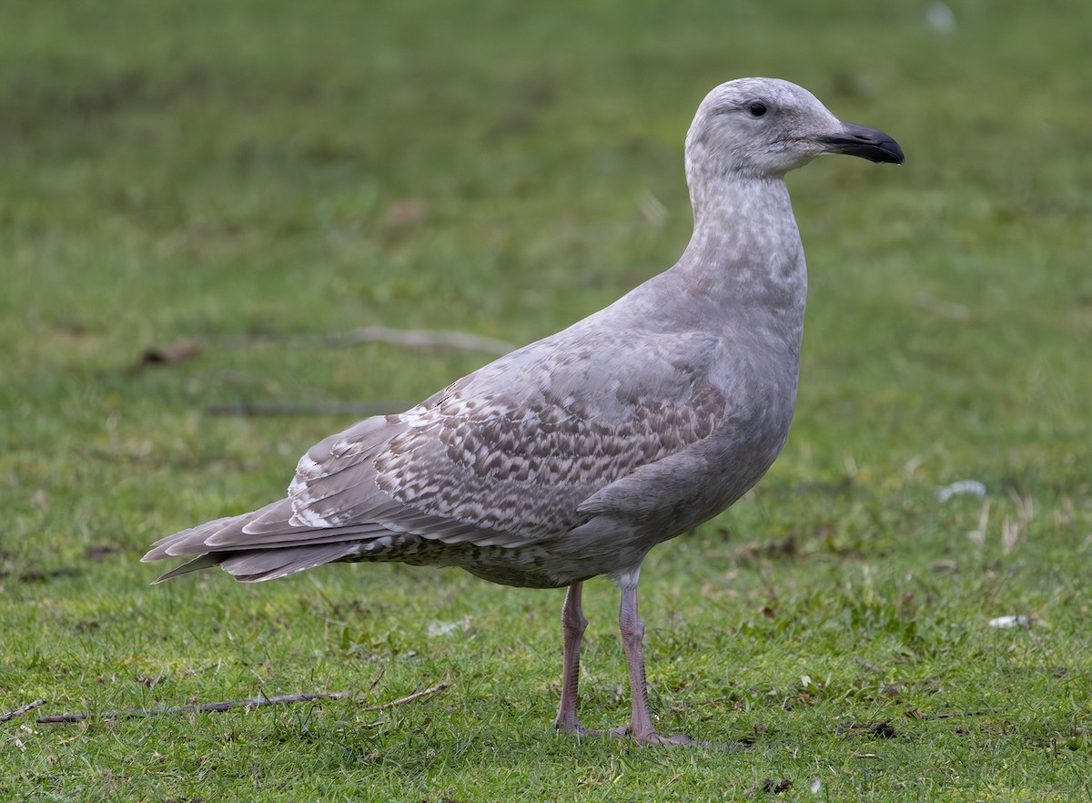 雑種 アメリカオオセグロカモメ ｘ ワシカモメ - ML647874620