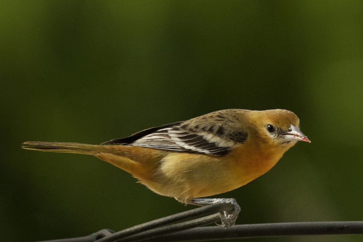 ボルチモアムクドリモドキ - ML647874621