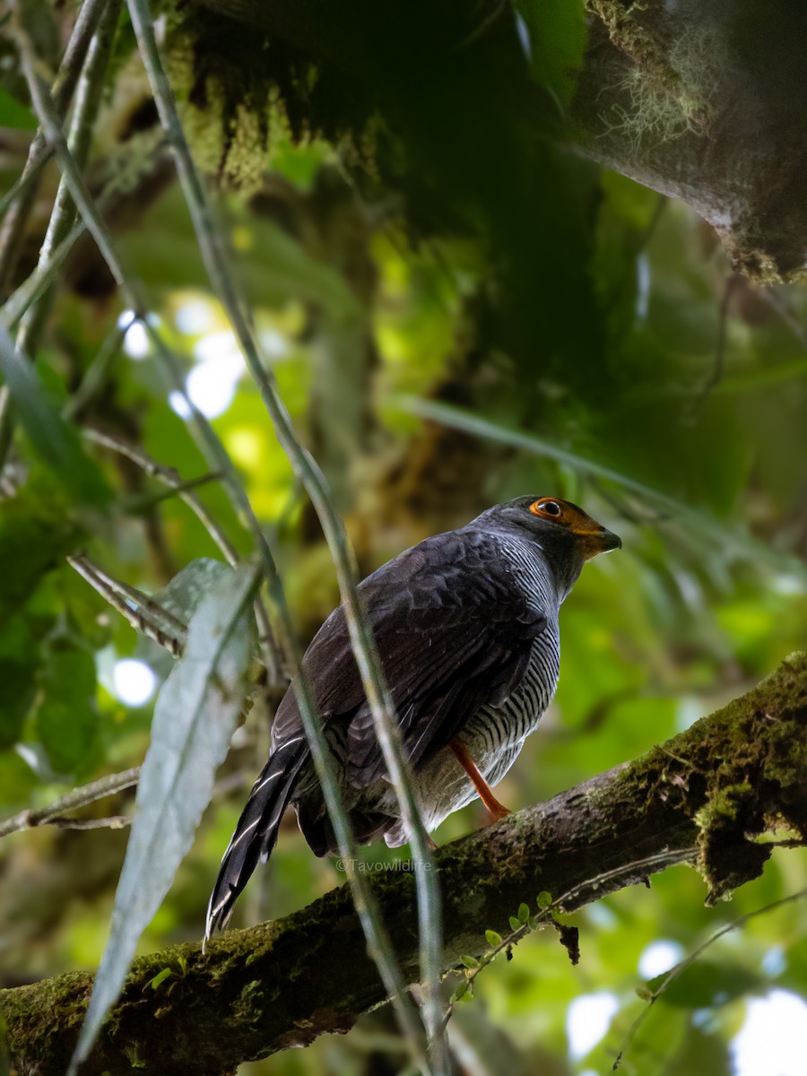 Barred Forest-Falcon - ML647874622