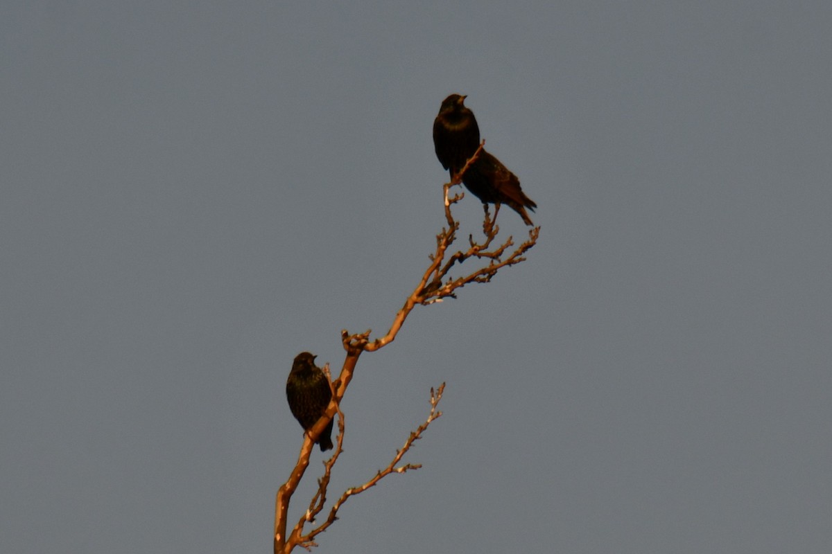 ホシムクドリ - ML647874623