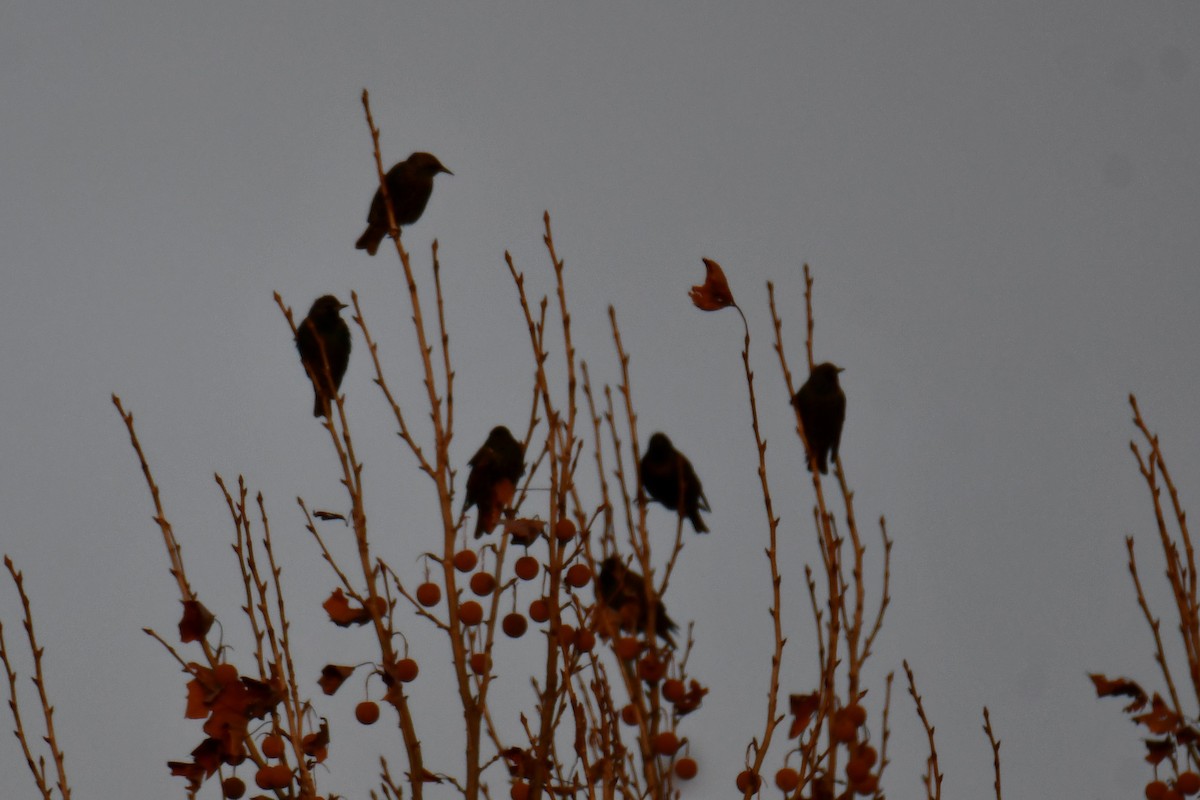 ホシムクドリ - ML647874624